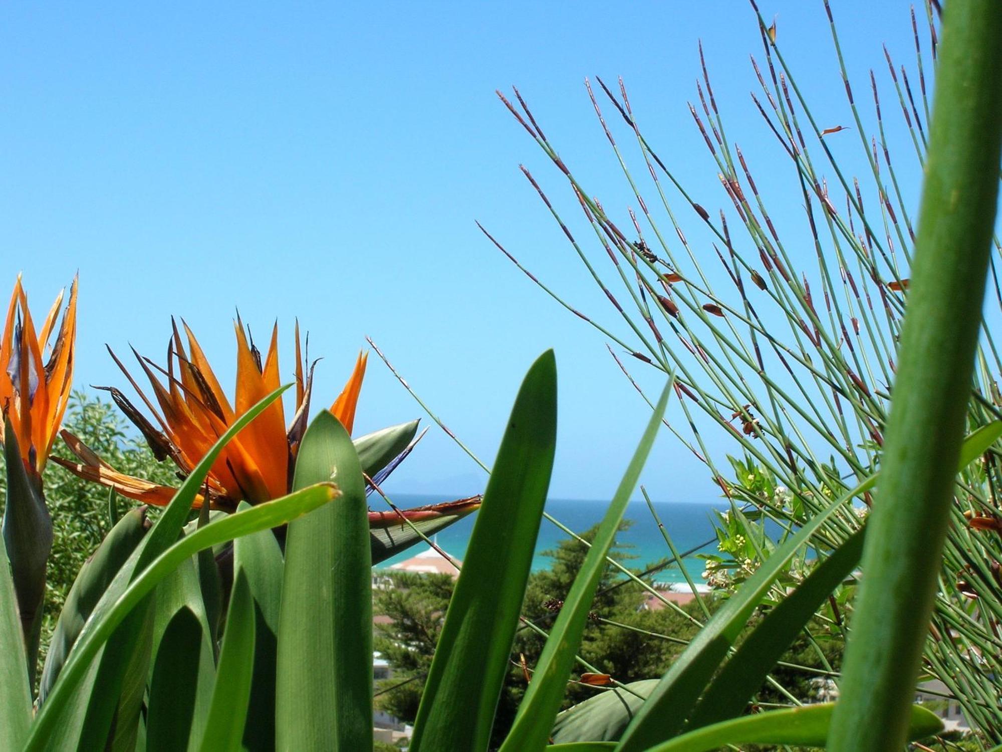 Bluebottle Guesthouse Muizenberg Ngoại thất bức ảnh